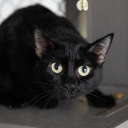 Shelter Stray Female Cat last seen , 3607 N Armenia Ave, Tampa, FL 33607, USA