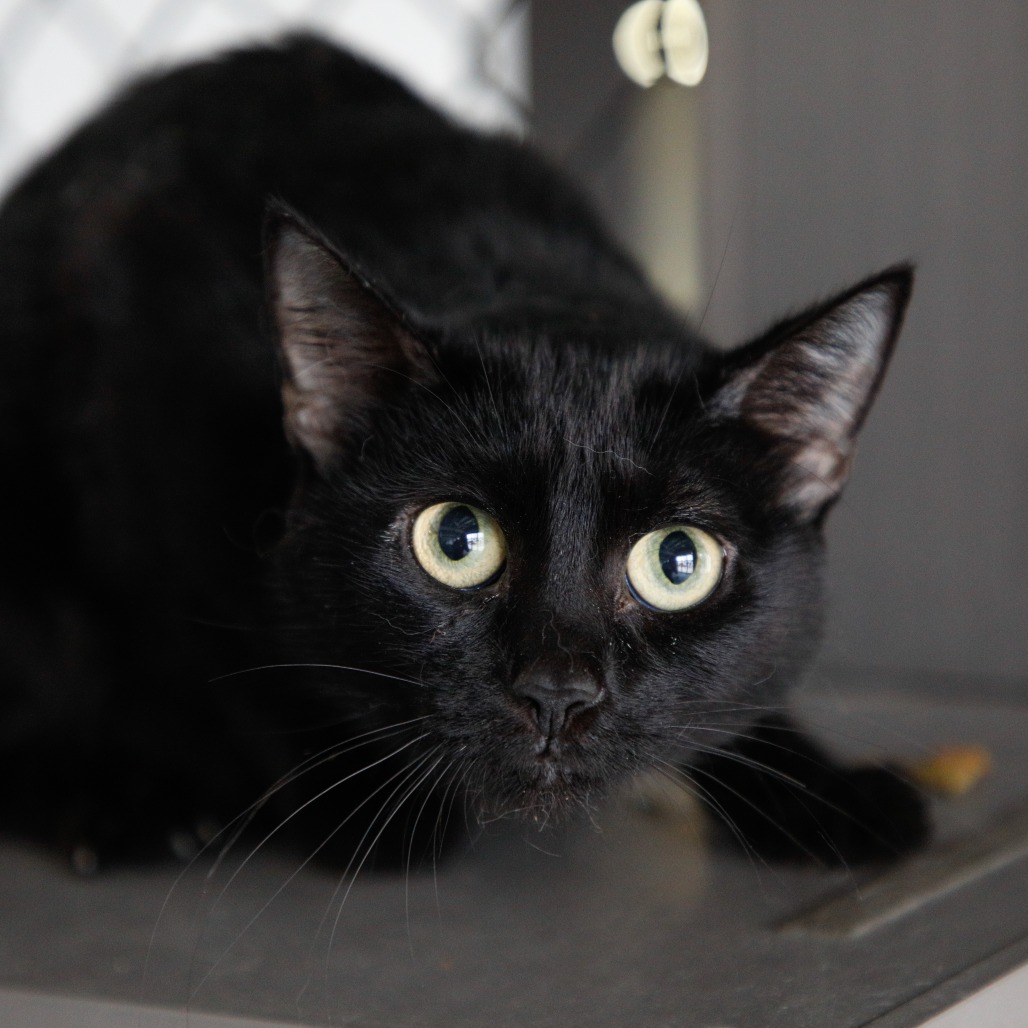 Shelter Stray Female Cat last seen , 3607 N Armenia Ave, Tampa, FL 33607, USA