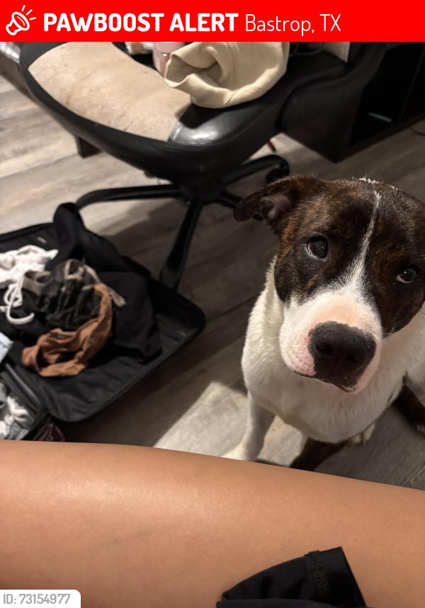 Lost Female Dog last seen Near Highway 71 W Bastrop, TX 78602 United States, Bastrop, TX 78602