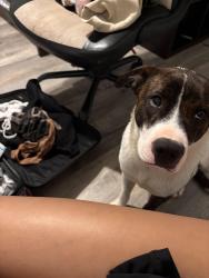 Lost Female Dog last seen Near Highway 71 W Bastrop, TX 78602 United States, Bastrop, TX 78602