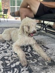 Found/Stray Male Dog last seen 131st and Garnett. Broken arrow., Broken Arrow, OK 74011