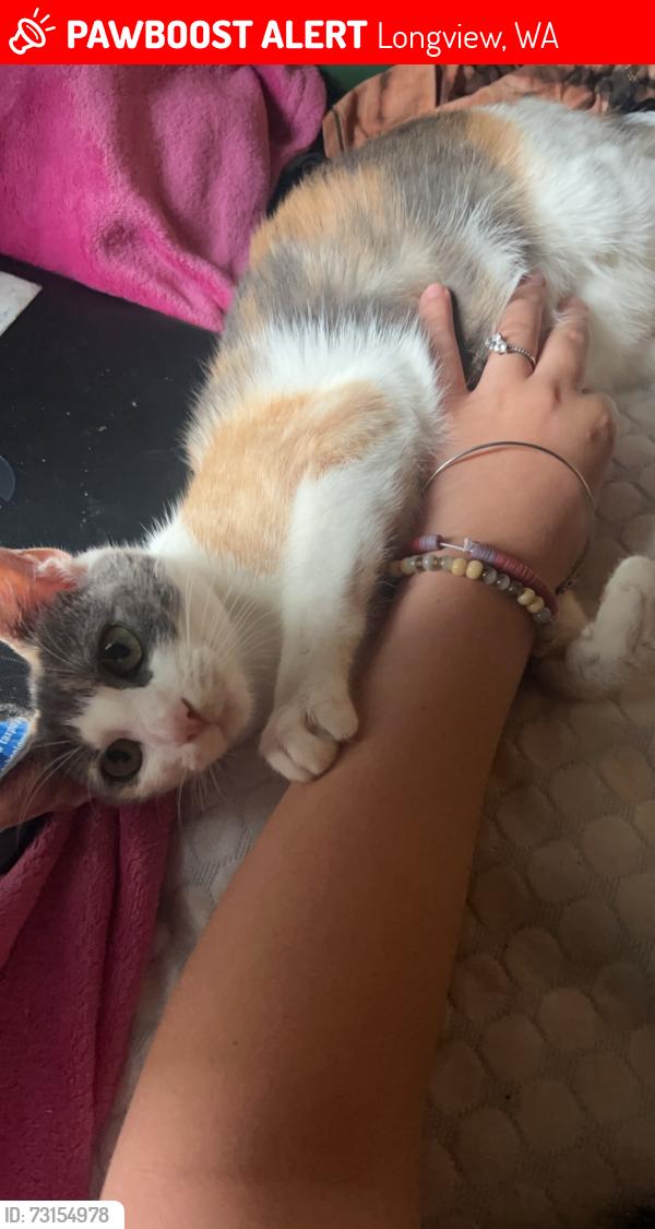 Lost Female Cat last seen Ohio St and Pine St, Longview, WA 98632