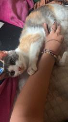 Lost Female Cat last seen Ohio St and Pine St, Longview, WA 98632