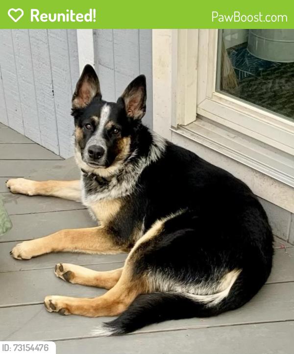 Reunited Male Dog last seen Madison Avenue, near Kitchell Road, Morristown, Morristown, NJ 07960