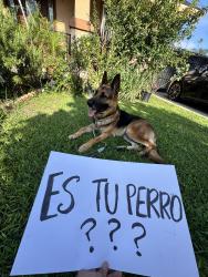 Found/Stray Male Dog last seen Broadway & St. Andrew, Santa Ana, CA 92702