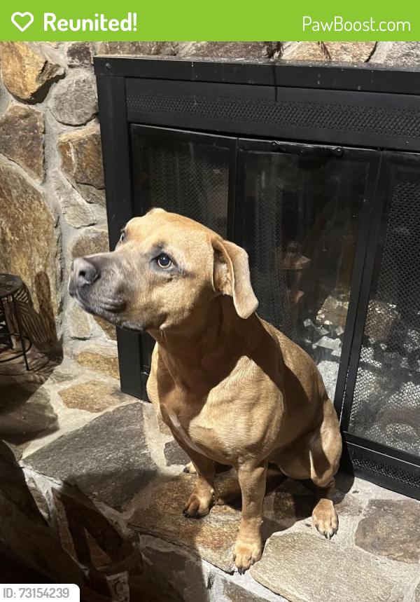 Reunited Female Dog last seen John Dodd rd, Wellford, SC 29385