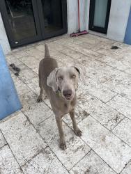 Reunited Male Dog last seen SW 132 Ave & Quail Roost, Miami-Dade County, FL 33157