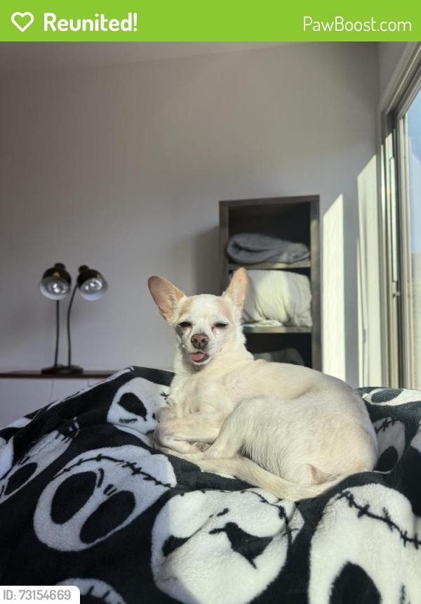 Reunited Male Dog last seen Near Saddleback Ledge Ave, Las Vegas, NV 89147, USA, Las Vegas, NV 89147