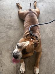 Reunited Male Dog last seen Ashely Dr. and 18th St. in Salem East neighborhood, Independence, MO 64058