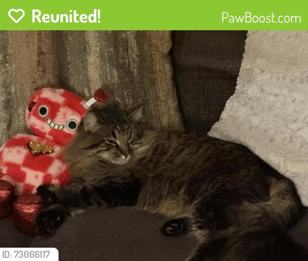 Reunited Male Cat last seen 37th street, Evans, CO 80620