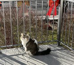 Reunited Female Cat last seen Near W 7240 S West Jordan, West Jordan, UT 84084