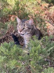 Found/Stray Unknown Cat last seen Manhattan and baseline, Boulder, CO 80303