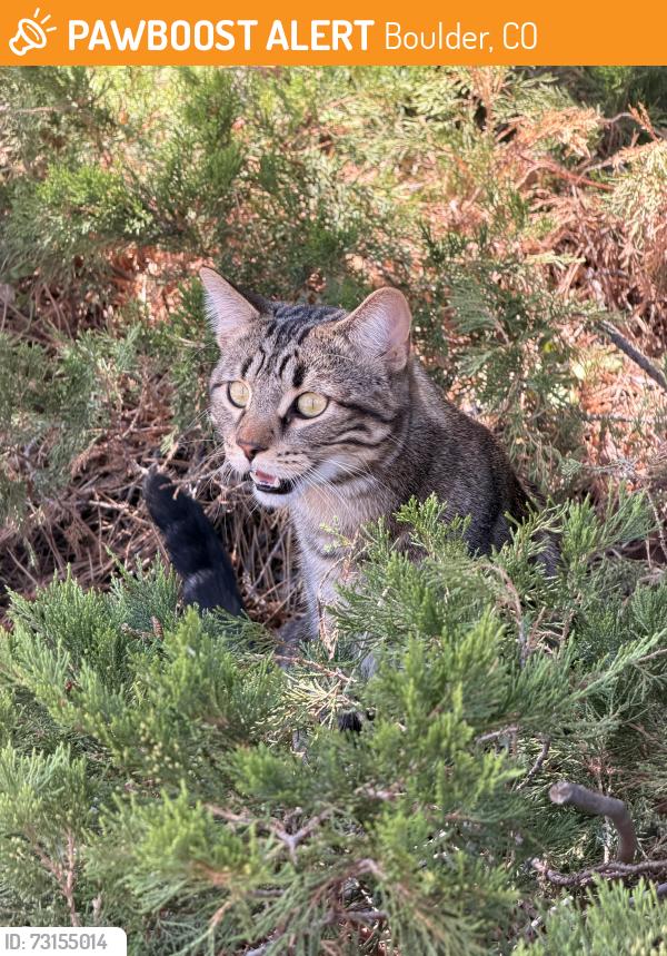 Found/Stray Unknown Cat last seen Manhattan and baseline, Boulder, CO 80303
