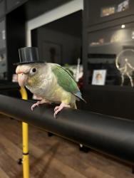 Lost Unknown Bird last seen Sailboat Ln, Orlando, FL 32821