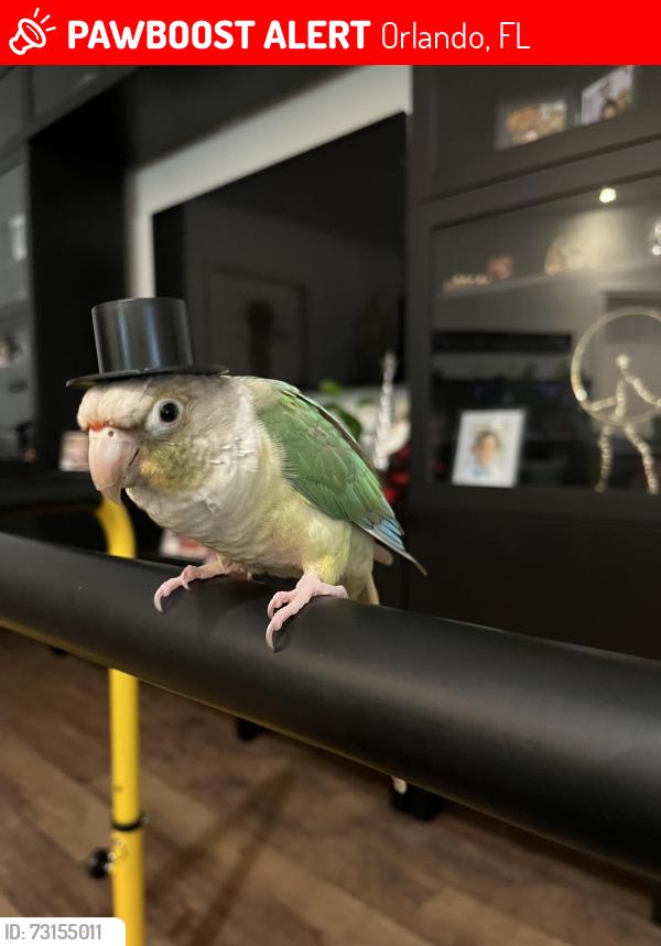 Lost Unknown Bird last seen Sailboat Ln, Orlando, FL 32821
