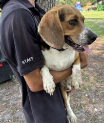 Found/Stray Male Dog last seen Near Shenandoah dr. Fayetteville nc 28304, Fayetteville, NC 28304