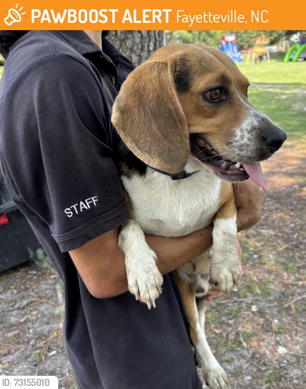 Found/Stray Male Dog last seen Near Shenandoah dr. Fayetteville nc 28304, Fayetteville, NC 28304