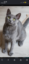Lost Male Cat last seen Olive Street NW & 121st Ave NW, Coon Rapids, MN 55433