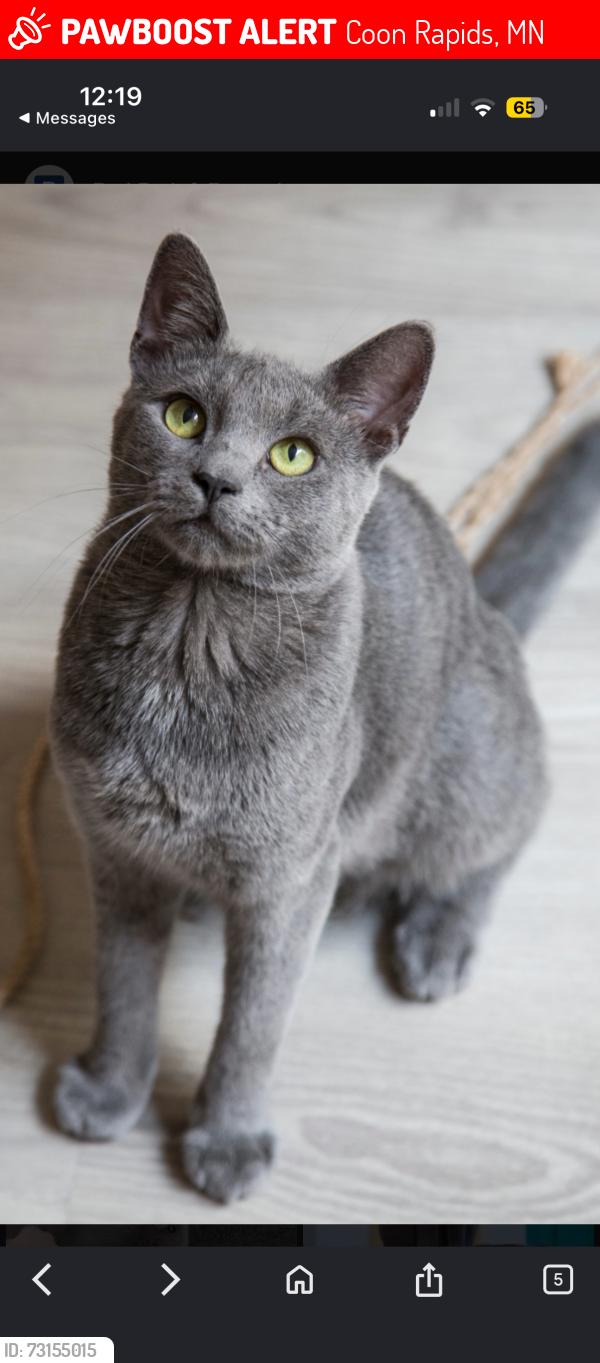 Lost Male Cat last seen Olive Street NW & 121st Ave NW, Coon Rapids, MN 55433