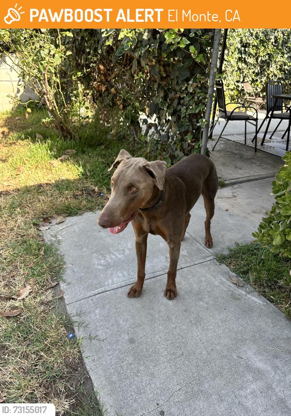 Found/Stray Male Dog last seen Poinsettia Ave and Durfee, El Monte, CA 91732