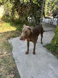 Found/Stray Male Dog last seen Poinsettia Ave and Durfee, El Monte, CA 91732