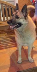 Reunited Female Dog last seen Lennox and 111th st, Inglewood, CA 90304
