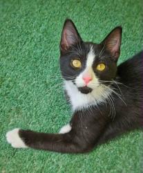 Shelter Stray Male Cat last seen , 22415 Groesbeck Hwy, Warren, MI 48089, USA