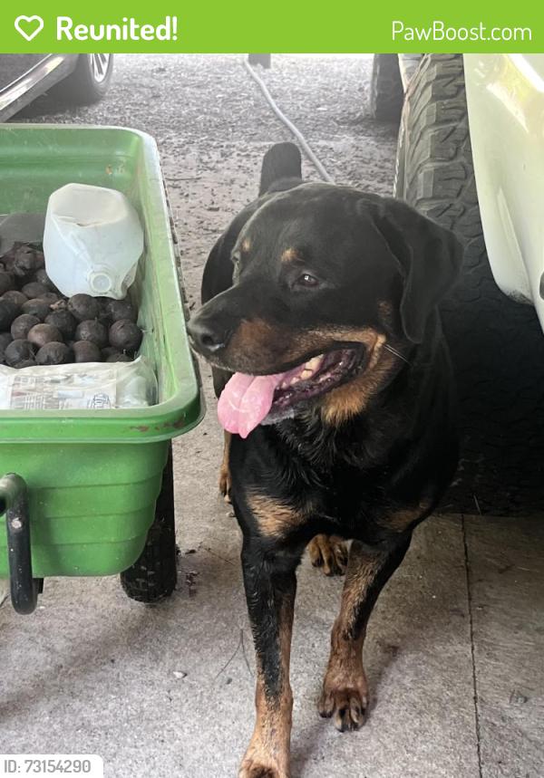 Reunited Male Dog last seen Near River Rd, Lumberton, NC 28360, USA, Lumberton, NC 28360