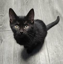 Shelter Stray Female Cat last seen , 22415 Groesbeck Hwy, Warren, MI 48089, USA