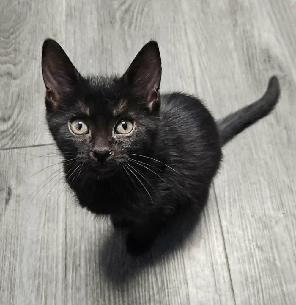 Shelter Stray Female Cat last seen , 22415 Groesbeck Hwy, Warren, MI 48089, USA