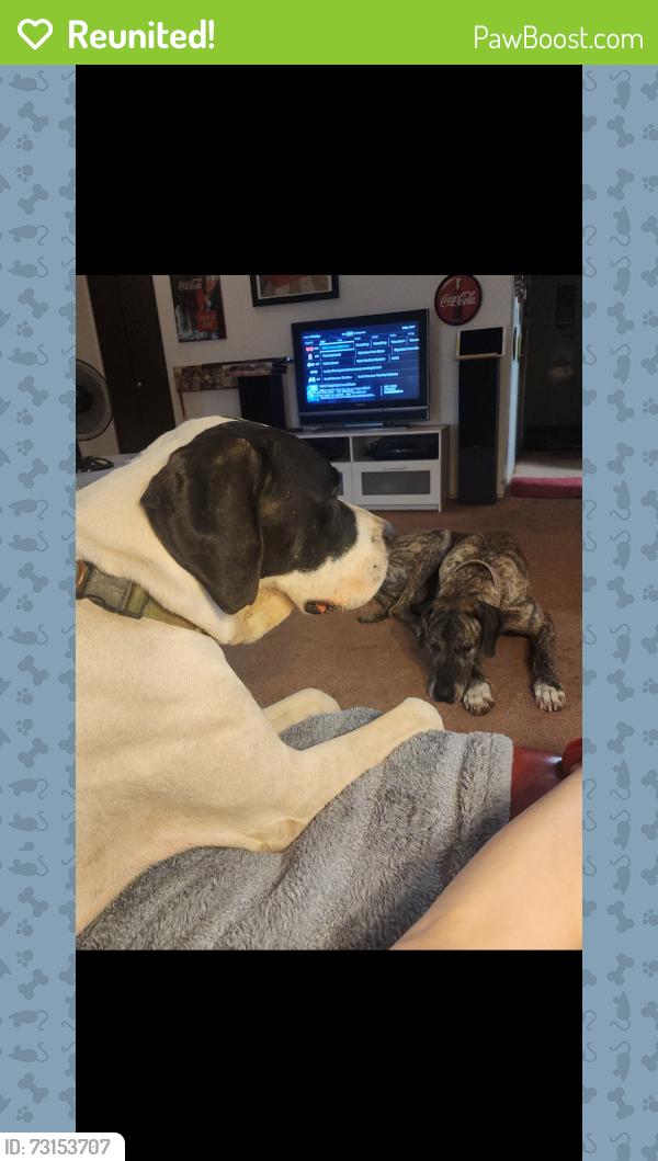 Reunited Male Dog last seen La Cholla and Orange Grove, Casas Adobes, AZ 85741