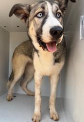 Shelter Stray Female Dog last seen Midwest City, 8485 E Reno Ave, Midwest City, OK 73110, USA