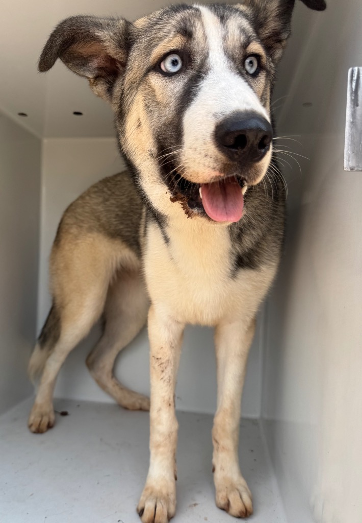 Shelter Stray Female Dog last seen Midwest City, 8485 E Reno Ave, Midwest City, OK 73110, USA