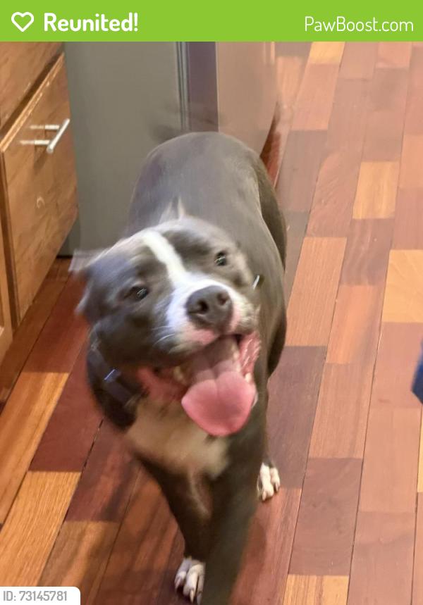 Reunited Male Dog last seen Oyster Creek near Hyacinth, Missouri City, TX 77459