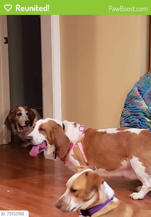 Reunited Female Dog last seen Ladson rd, Ladson, SC 29456