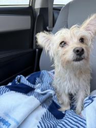 Found/Stray Female Dog last seen Inglewood Ave. and 120th Street, Hawthorne, CA 90250