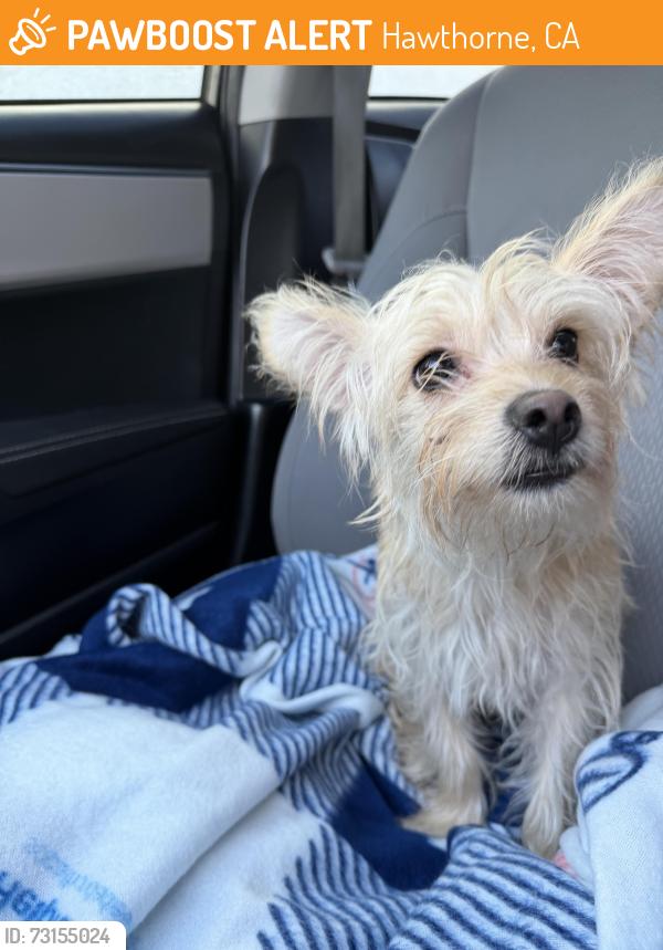 Found/Stray Female Dog last seen Inglewood Ave. and 120th Street, Hawthorne, CA 90250
