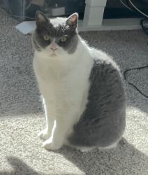 Reunited Female Cat last seen Near 43rd DR SE, 98208, Everett, WA 98208
