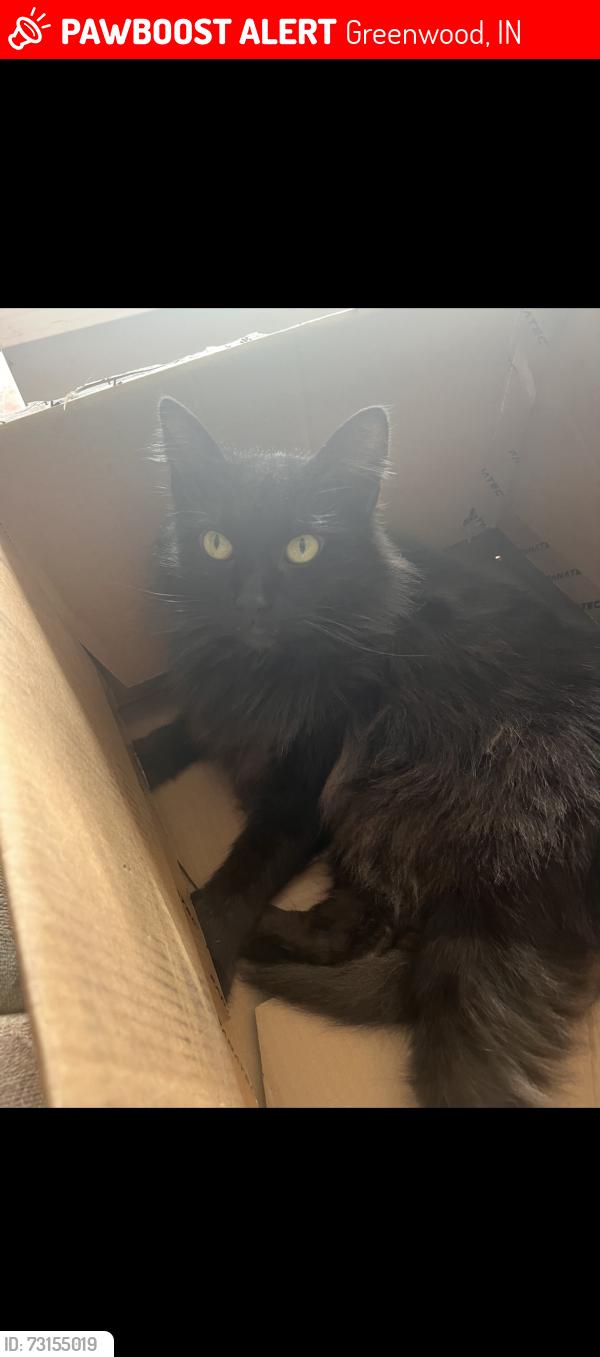 Lost Male Cat last seen Northeast park, Greenwood, IN 46143
