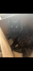 Lost Male Cat last seen Northeast park, Greenwood, IN 46143