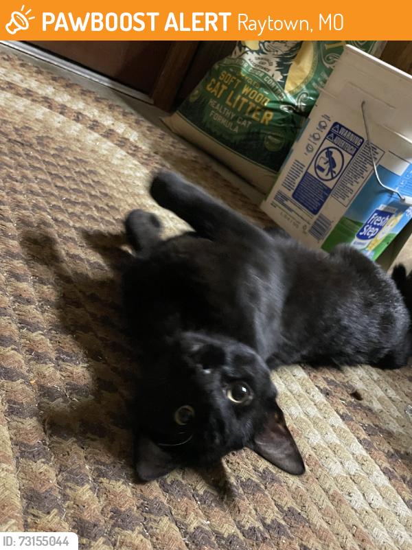 Found/Stray Male Cat last seen Behind Wendy’s on 63rd and Raytown Trafficway, Raytown, MO 64133