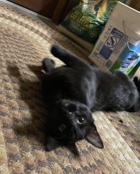 Found/Stray Male Cat last seen Behind Wendy’s on 63rd and Raytown Trafficway, Raytown, MO 64133