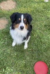 Reunited Male Dog last seen S. Wind lake rd, Wind Lake, WI 53185