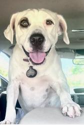 Lost Female Dog last seen Manae St. between Ulupaina and Keaniani St., Kailua, HI 96734