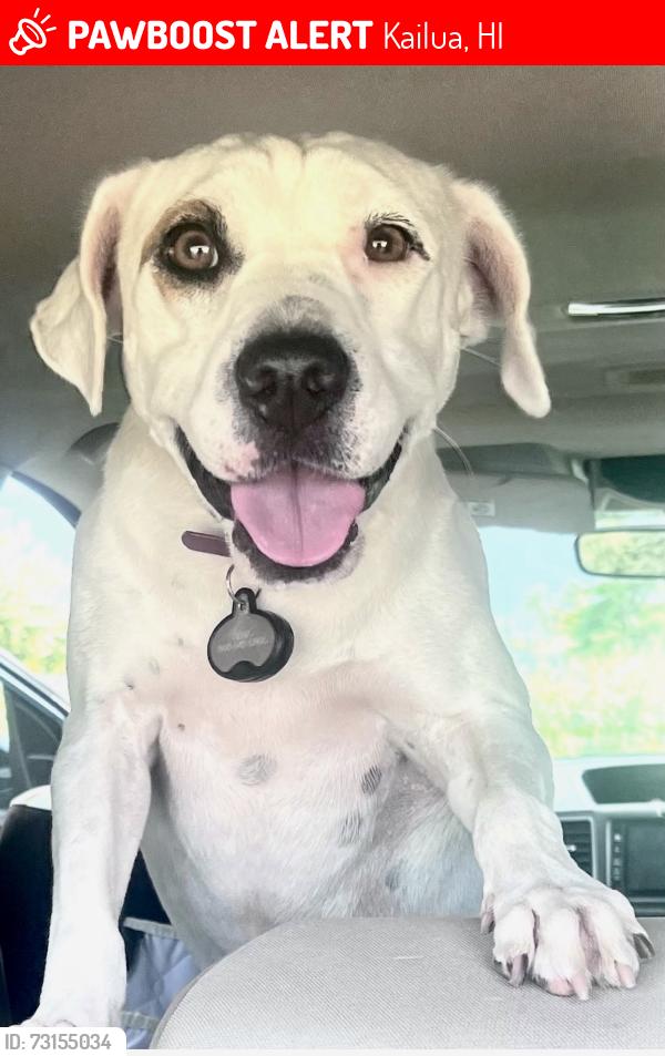 Lost Female Dog last seen Manae St. between Ulupaina and Keaniani St., Kailua, HI 96734