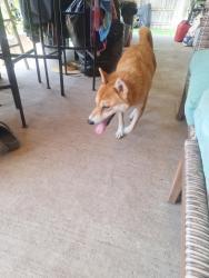 Reunited Female Dog last seen Linkway and devonaire dr, Fort Worth, TX 76008
