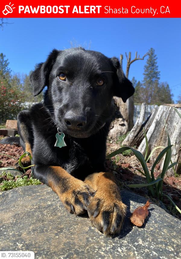 Lost Male Dog last seen West anderson drive, Shasta County, CA 96007