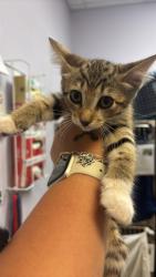 Shelter Stray Female Cat last seen Bexar County, 3353 Morningside Dr, New Braunfels, TX 78132, USA