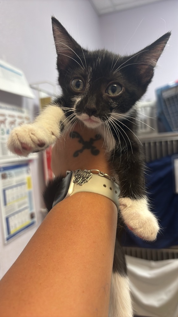 Shelter Stray Female Cat last seen Bexar County, 3353 Morningside Dr, New Braunfels, TX 78132, USA