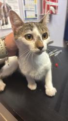 Shelter Stray Female Cat last seen Bexar County, 3353 Morningside Dr, New Braunfels, TX 78132, USA